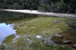 Centrolepis pallida, wet turf in fine sand in Surprise Bay, Lake Manapouri.
 Image: K.A. Ford © Landcare Research 2014 
